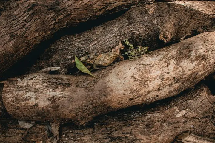 Top view pile of dry wooden beams with withered leafs and dried twig placed in wild woods in sunny nature